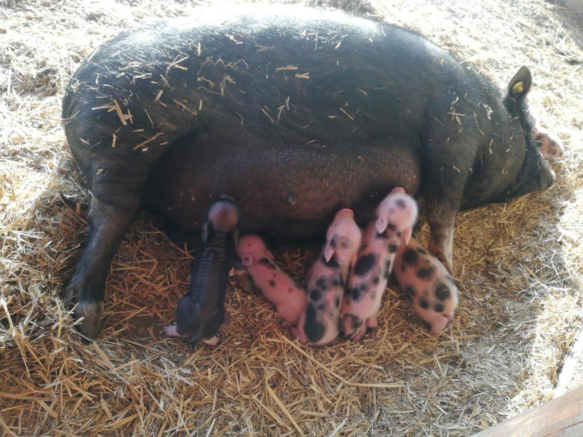 Zoopark Zelcin Villa Mělník Esterno foto